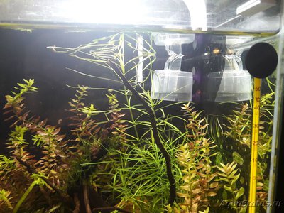 Фото Мой кубик AQUAEL SHRIMP SET 30 литров Kon tantin  (photo#100023)