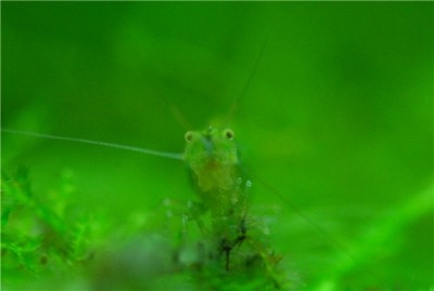 Фото Креветка бабаулти Caridina babaulti  (photo#10003)
