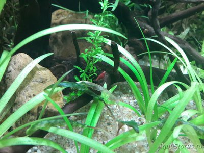Фото Мой кубик AQUAEL SHRIMP SET 30 литров Kon tantin  (photo#100033)