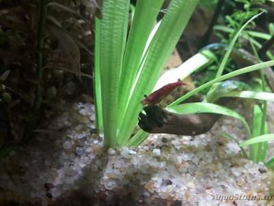 Фото Мой кубик AQUAEL SHRIMP SET 30 литров Kon tantin  (photo#100034)