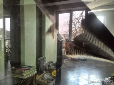 Определите болезнь сомов