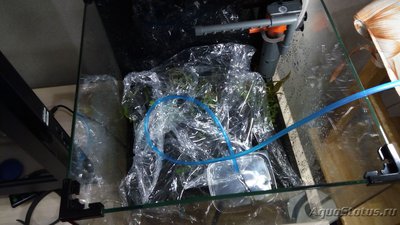 Фото Первый осознанный шаг - аквариум куб 30 литров СhesterDriver  (photo#100278)