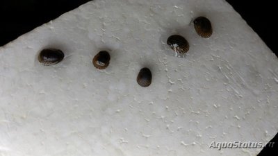 Улитка Теодоксус (Theodoxus fluviatilis)