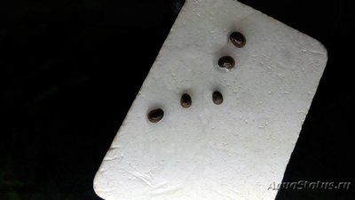 Улитка Теодоксус (Theodoxus fluviatilis)