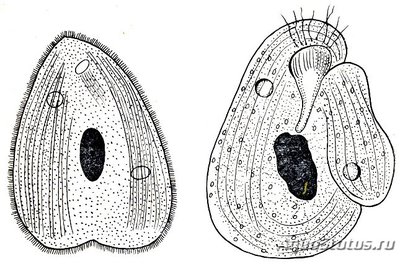 Хилоденеллез (Chilodonellosis).