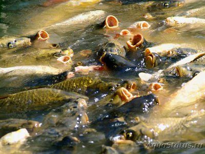 Фото Рыбы хватают воздух с поверхности воды, висят или плавают у поверхности? (photo#100685)
