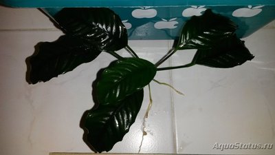 Продаю Анубиасы Кофейнолистный и "Широколистный" (Москва)
