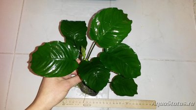 Продаю Анубиасы Кофейнолистный и "Широколистный" (Москва)