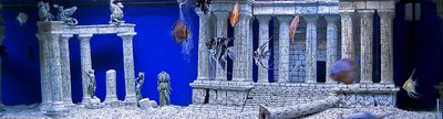 Фото аквариумных рыбок