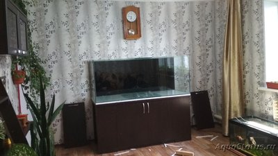 Фото Аквариум 700 литров для астронотусов Sashoka0  (photo#101538)