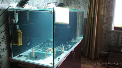 Фото Аквариум 700 литров для астронотусов Sashoka0  (photo#101608)