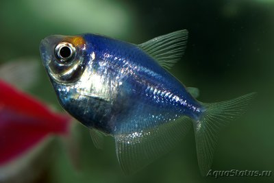 Фото Аквариумная разводня 6500л Metal  (photo#102061)
