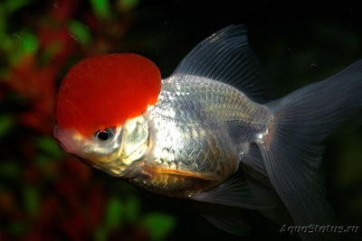 Фото Аквариумная разводня 6500л Metal  (photo#102330)
