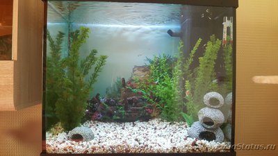 Мой аквариум JUWEL LIDO 120l LED (Натулька) 