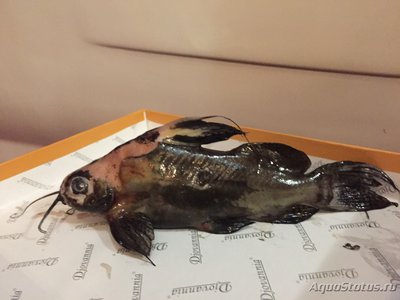 Умирают рыбки в аквариуме