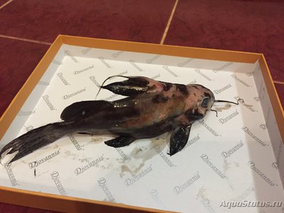 Умирают рыбки в аквариуме