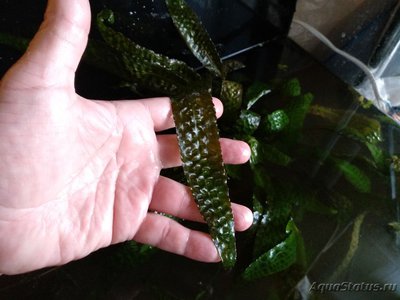 Опознание аквариумных растений