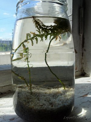 Опознание аквариумных растений