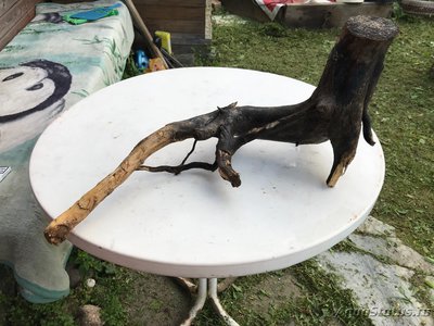 Коряга в аквариуме