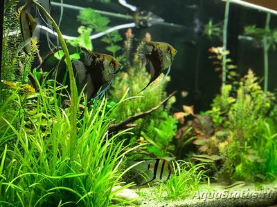 Мой AquaPlus PRO 170 (Luna Illuminata) 