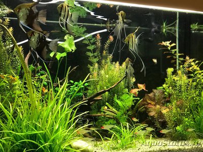 Мой AquaPlus PRO 170 (Luna Illuminata) 