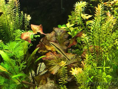 Мой AquaPlus PRO 170 (Luna Illuminata) 