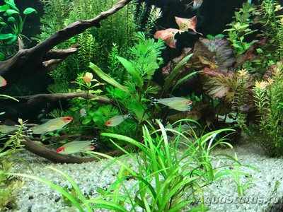 Мой AquaPlus PRO 170 (Luna Illuminata) 