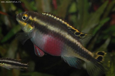Фото Разведение Цихлиды-попугай Pelvicachromis pulcher  (photo#10329)