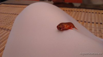 Фото ЧТО ЗА БОЛЕЗНЬ (photo#103698)