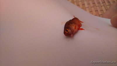 Фото ЧТО ЗА БОЛЕЗНЬ (photo#103699)
