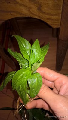 Опознание аквариумных растений
