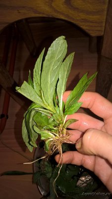 Опознание аквариумных растений