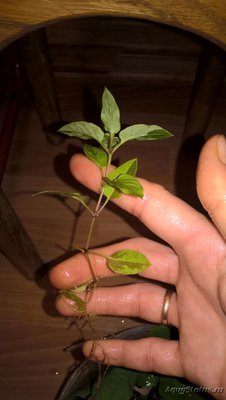 Опознание аквариумных растений