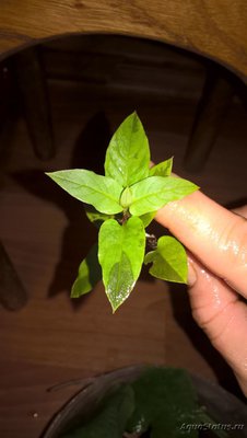 Опознание аквариумных растений