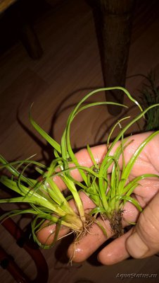 Опознание аквариумных растений