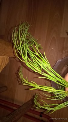 Опознание аквариумных растений