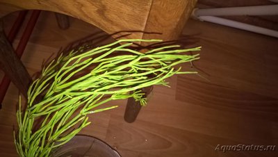 Опознание аквариумных растений