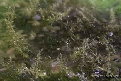 Опознание аквариумных растений