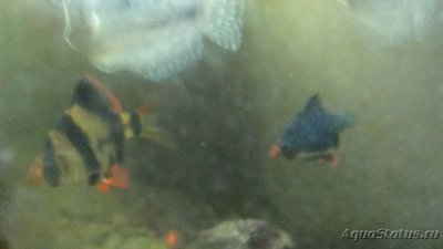 Помогите опознать рыбку (опознание рыб)