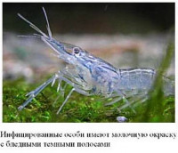 Фото Болезни пресноводных креветок (photo#10433)