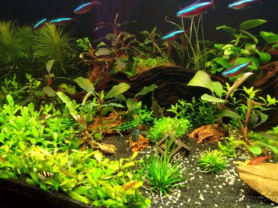 Фото Sera Biotop Nano Led Cube-60L (photo#104937)