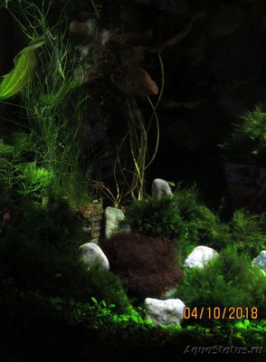 Фото Аквариум с прицелом на креветок на 35 литров Max  (photo#104994)