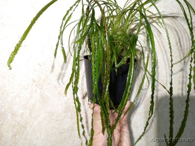 Опознание аквариумных растений