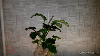 Продам анубиасы (Москва)