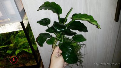 Продам анубиасы (Москва)