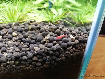 Фото AquaEl Shrimp Set Smart - дом для Рэдфайеров 20 литров Doctor_Zig  (photo#105566)