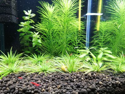 Фото AquaEl Shrimp Set Smart - дом для Рэдфайеров 20 литров Doctor_Zig  (photo#105570)