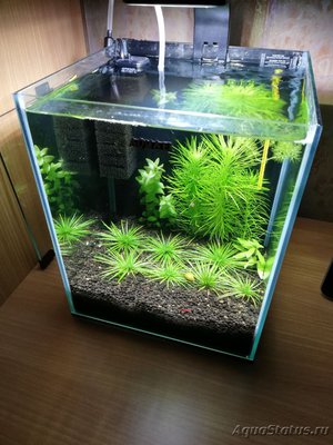 Фото AquaEl Shrimp Set Smart - дом для Рэдфайеров 20 литров Doctor_Zig  (photo#105571)