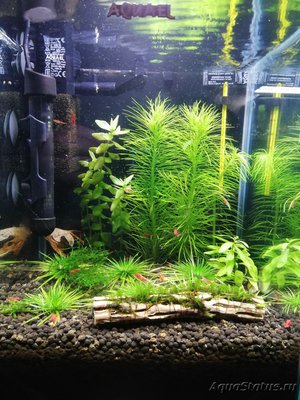 AquaEl Shrimp Set Smart - дом для Рэдфайеров 20 литров (Doctor_Zig)