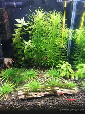 AquaEl Shrimp Set Smart - дом для Рэдфайеров 20 литров (Doctor_Zig)